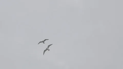 Tracking Shot Flying Seagulls Stock Footage 94015115