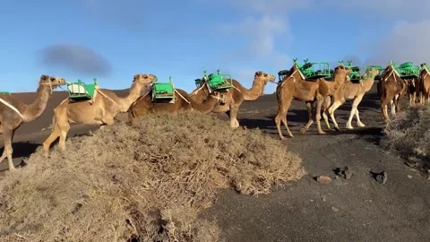 Tracking Shot Following Camel Caravan in Volcanic Landscape 스톡 동영상 331264044
