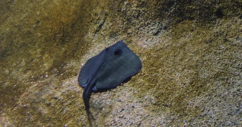 Tracking shot following an Eagle ray on the bottom of the sea Stock Footage 125330088