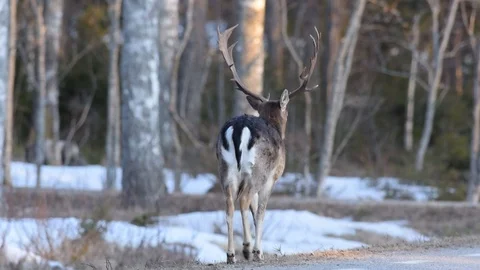 Tracking shot following a fallow deer stag walking along a road Stock Footage 107217955