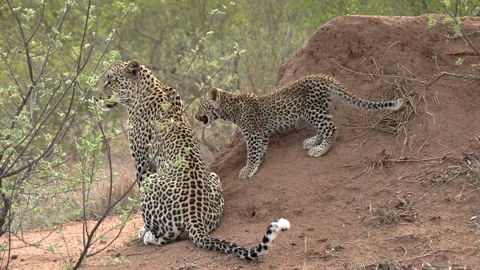 Tracking shot following a leopard cub as it on its mother and they walk Stock Footage 167665317