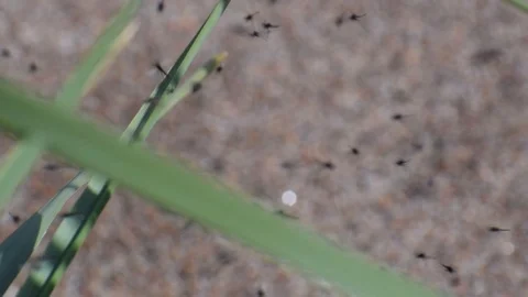 Tracking shot following a swarm of tiny gnats dancing around blades of grass 스톡 동영상 111433081