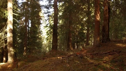 Tracking shot forest, Alta Badia, Dolomites Stock Footage 81480090