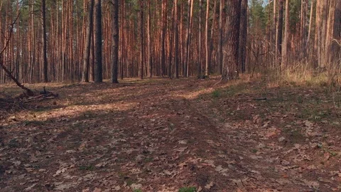 Tracking shot of forest in autumn 動画素材 93182989