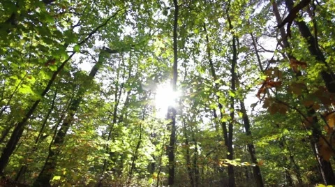 Tracking shot in the forest with backlight in the autumn Video stock 42023339