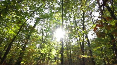 Tracking shot in the forest with backlight Stock Footage 42021454