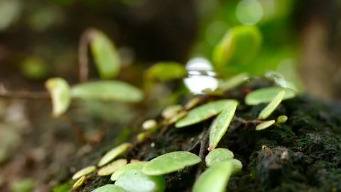Tracking Shot Of Forest Moss Stock Footage 72364815