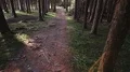 tracking shot of a forest path HD Footage