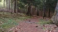 tracking shot of a forest path HD-videomateriaal