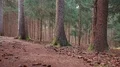 tracking shot of a forest path HD-videomateriaal