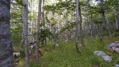 Tracking shot in a forest on a sunny day Stock Footage 78096191