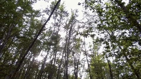 Tracking shot in a forest on a sunny day Stock Footage 78118075