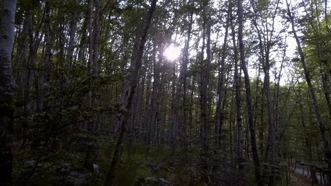 Tracking shot in a forest on a sunny day Stock Footage 78148111