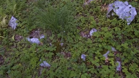 Tracking shot in a forest on a sunny day Stock Footage 78446884