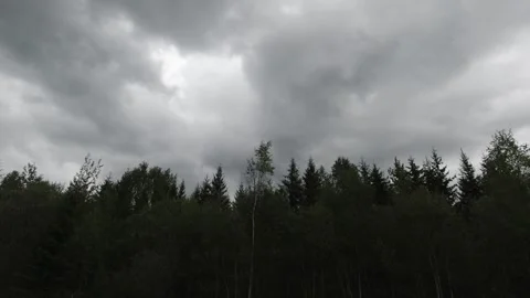 Tracking shot of forest trees beneath heavy storm clouds Stock Footage 318919522