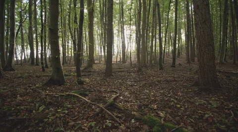 Tracking shot forest wth trees and sunlight timelapse Stock Footage 36667034