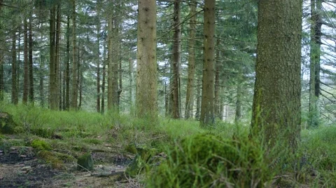 Tracking Shot Of The Forrest 動画素材 63224255