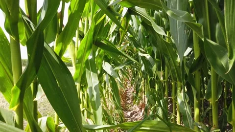 Tracking Shot  forward between rows of corn plants Stock Footage 247785293