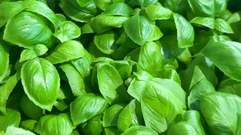 Tracking shot on fresh Basil leaves Stock Footage 329704390