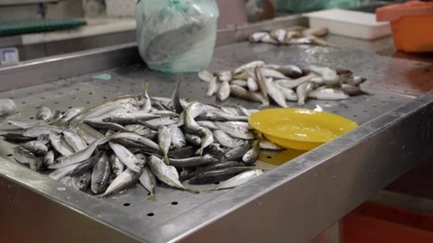 Tracking shot of fresh fish on display at indoor market Stock Footage 130944225