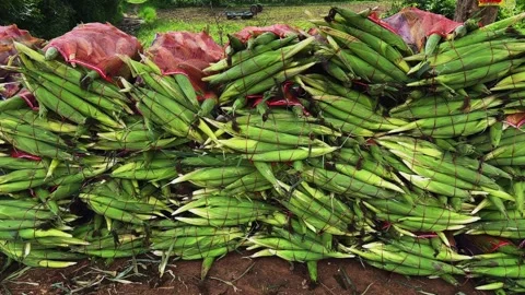 Tracking Shot of Freshly Harvested Maize Cobs Bundled in Mesh Bags at Farm Stock Footage 340974103