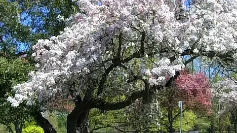Tracking shot of a fruit tree in slow motion. Stock Footage 132521715