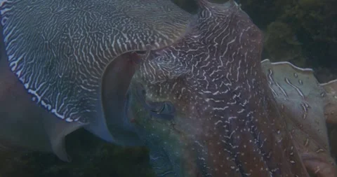 Tracking Shot Of Giant Cuttlefish, Close Up Stock Footage 317059615
