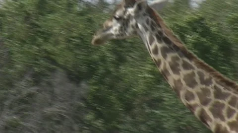 Tracking shot of Giraffe panning up from legs to head Stock Footage 22196689