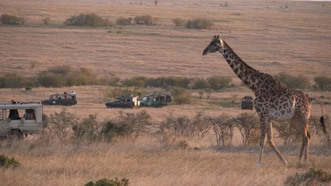 Tracking shot of a giraffe walking past safari 4wds at masai mara- 4K 60p Stock Footage 111941732