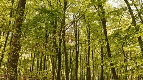 Tracking Shot Going Through the Middle of the Forest 스톡 동영상 115448373