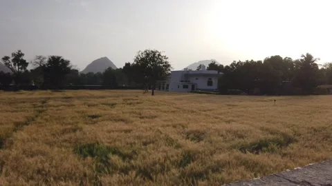 Tracking Shot of Golden Wheat Fields at Sunse with Aravalli Mountains in Video stock 141732752