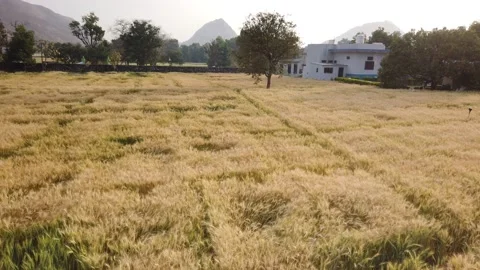 Tracking Shot of Golden Wheat Fields at Sunset at Pushkar, Rajasthan, Video stock 141733146