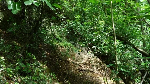 Tracking shot in a gorge full of plants Stock Footage 91571786