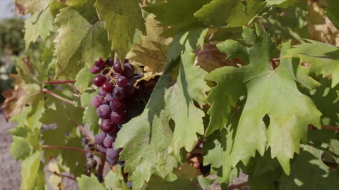 Tracking Shot of Grape in Vineyard Video stock 256498826