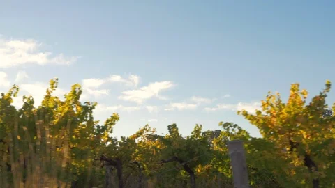 Tracking shot of grapevines at sunrise Stock Footage 112363992