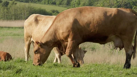 Tracking shot of grazing cows on pasture near Schleswig Stock Footage 335837640