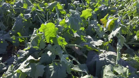 Tracking shot on green field of winter rape plants Stock Footage 257133371