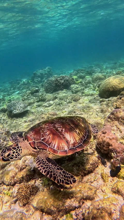 Tracking shot of a green sea turtle or Chelonia mydas swimming and approaching t Vídeo Stock 319953422