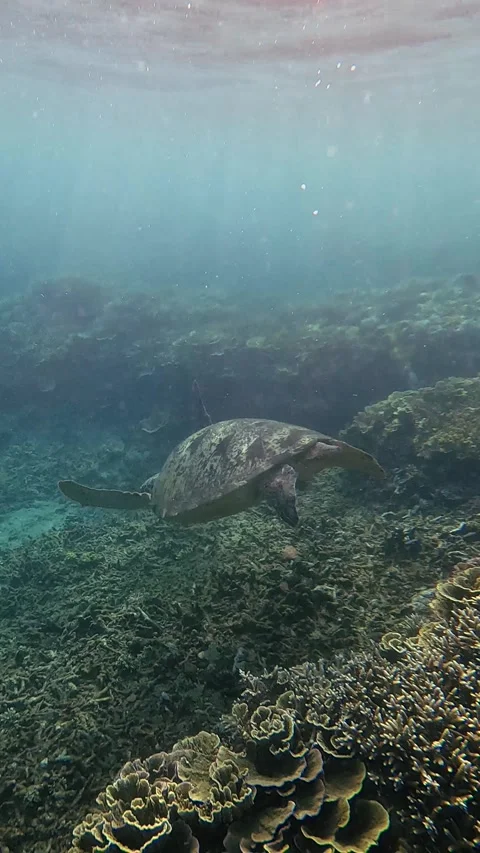 Tracking shot of a green sea turtle with a live sharksucker remora attached to Stock Footage 334257061