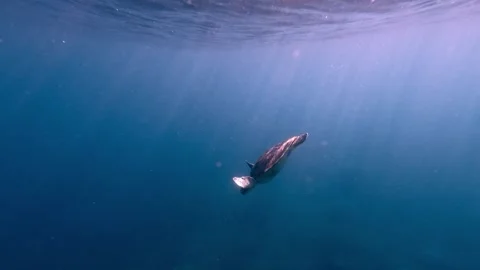 Tracking shot to a green sea turtle (Chelonia mydas) descending to the deep Stock Footage 336524984