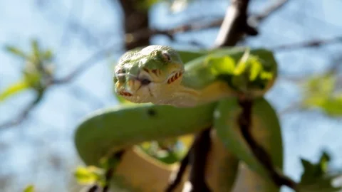Tracking shot of a green tree snake face in a tree Vídeos de archivo 106541451