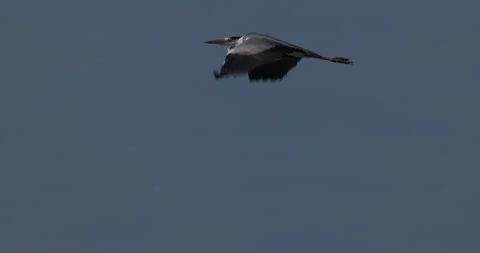 Tracking shot of grey heron flying then suddenly diving fast into water Stock Footage 342711404