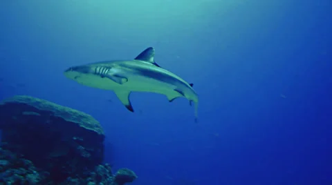 Tracking shot of grey reef shark in Red Sea Stock Footage 38645755
