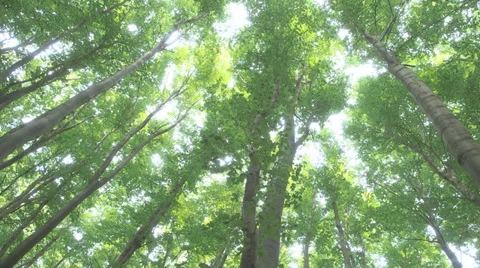 Tracking Shot From Ground To Treetop Fast Stock Footage 36646291