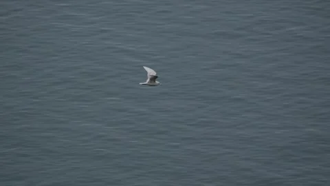 Tracking Shot of Gull Flying Low Over Sea in Ilulissat Greenland 库存影片 345540725