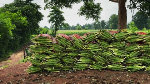 Tracking Shot of Harvested Maize Cobs Stacked Beside Corn Field on Rural Farm Stock Footage 340974039