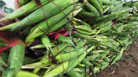 Tracking Shot of Harvested sweet corn or maize Packed in Mesh Bags at Stock Footage 340973820