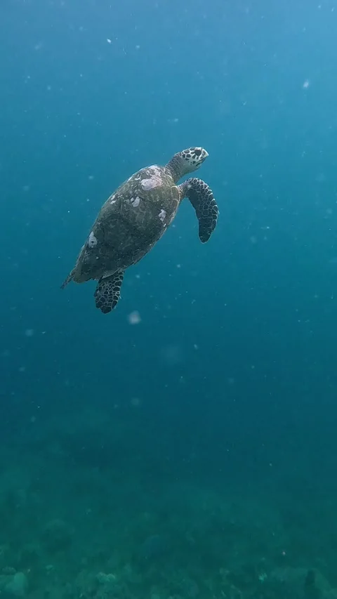 Tracking shot of a hawksbill sea turtle ascending from the blue depths Stock Footage 332597027