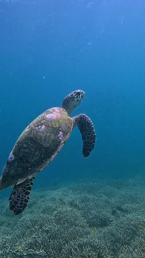 Tracking shot hawksbill sea turtle ascending from the blue depths of the seafloo Stock Footage 332597063