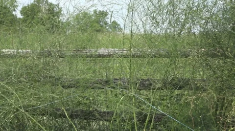 Tracking shot of a hay field Stock Footage 61561543